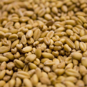 Wheat